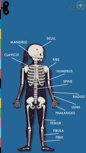 the-human-body-iphone-app-review-bones